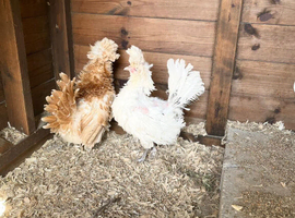 Various polish chickens