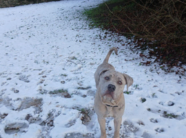 Cane corso for sale