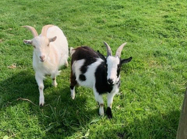 Two pygmy x wethers