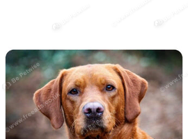 Litter due 19th October