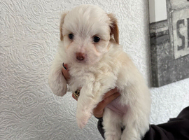Pompoo cross Chihuahua