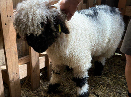 Stunning Valais Blacknose Ram  lambs