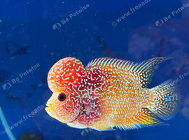 FLOWERHORN GOLDEN BASE KAMFA