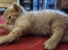 3 beautiful kittens for sale