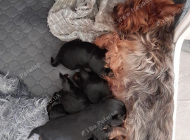 Adorable Yorkshire terrier puppies
