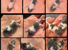 African Pygmy dormice (micro squirrels) read description