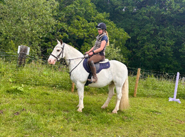 14.1/2 hh | 9-Year-Old Gelding | Genuine All-Rounder