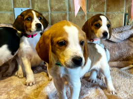 Lab x beagles ready now
