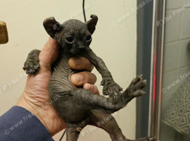Rare Odd eyed parent shpynx kittens.