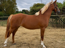 Stunning Chestnut Filly!