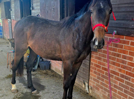 Lovely Irish Sports Horse Filly 2yrs