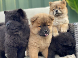 chow chow litter for sale