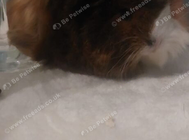 Female guinea pig