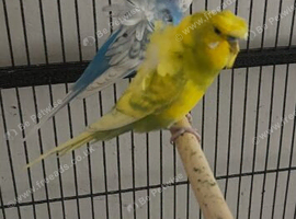 Helicopter budgies