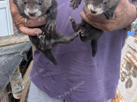 Ferrets for sale
