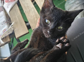 Kitten from Pure Sphynx Parents &ndash; Naturally Furred
