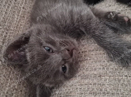 Baby kittens