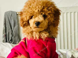 Asian toy poodle
