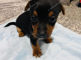 Jack Russell puppies