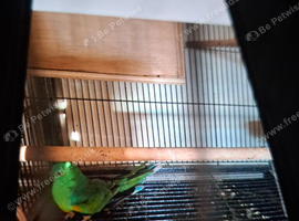 Red rump male