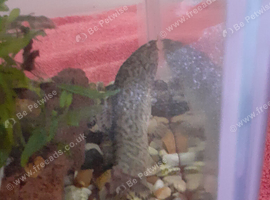 2 Black Bristlenose, 1 Leopard catfish