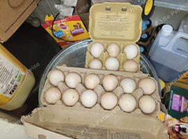 Vorwerk hatching eggs