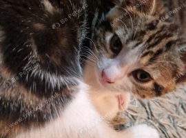 4 kittens 2 Girls and 2 Boys for sale
