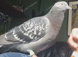 Pigeon