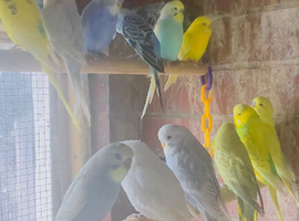 Assorted Ringneck Parrots - Beautiful birds.
