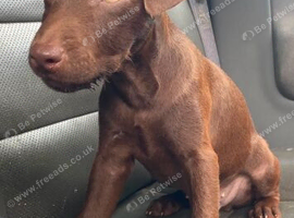 Patterdale Terrier puppies