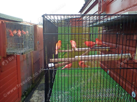 Red.Factor.Canaries