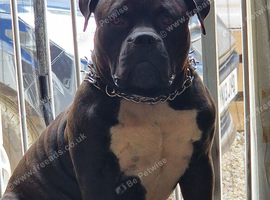 For sale American Bully Standard
