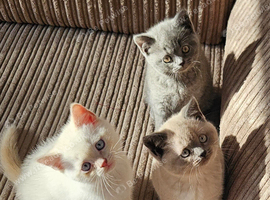 Adorable Purebred British Shorthair Kittens