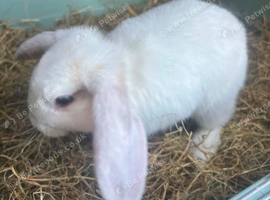 Reduced: 10wk white with brown splashes doe