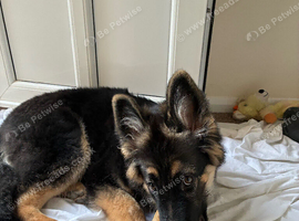 Female long haired German shepherd