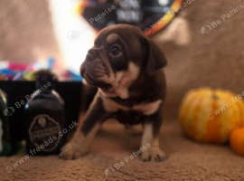 Stunning DWKC Registered English Bulldog Puppies &ndash; Ready October