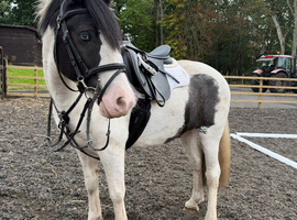 13.1 7yr cob