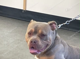 Male pocket bully
