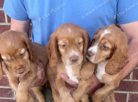 DNA test Cocker spaniel