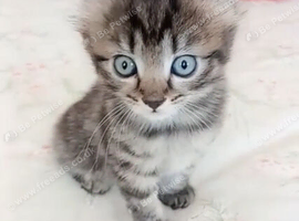 Gourgeous kittens for sale!!!