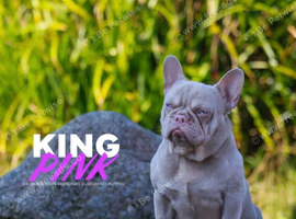 Pink French bulldog for stud kc registered