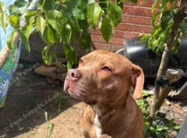 Need to rehome my star