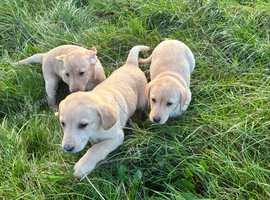 Labrador Pups