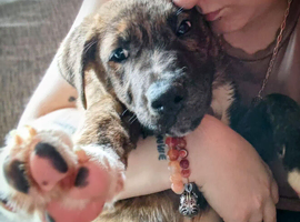 Akita x pup needing new home