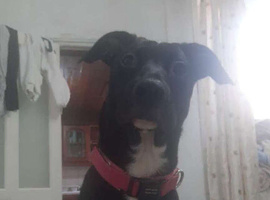 Female pup needs gone today