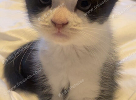 4 kittens to go &pound;50