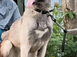 Malinois