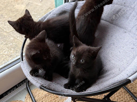 4 black kittens looking for new home