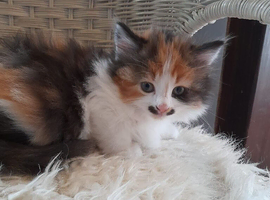 Tortoiseshell/calico