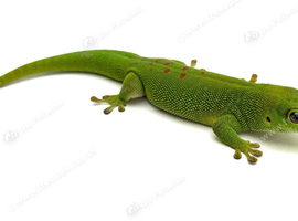 juvenile madagascar day gecko